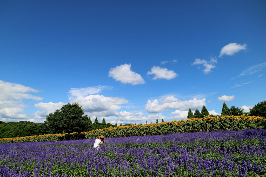 晩夏のひまわり