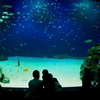 マリーナホップ　水族館