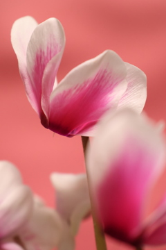 シクラメンのかほり