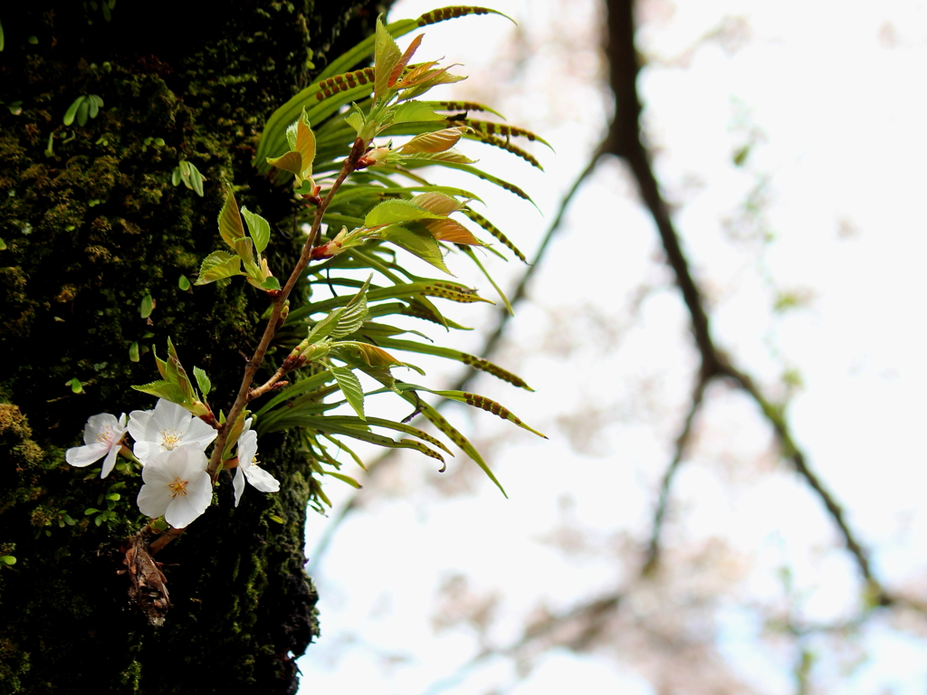 三滝寺　老桜