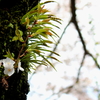 三滝寺　老桜