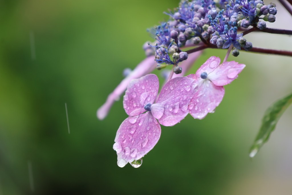 雨紫陽花