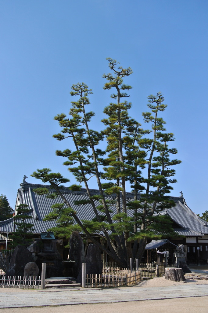 九本松　大願寺