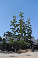九本松　大願寺