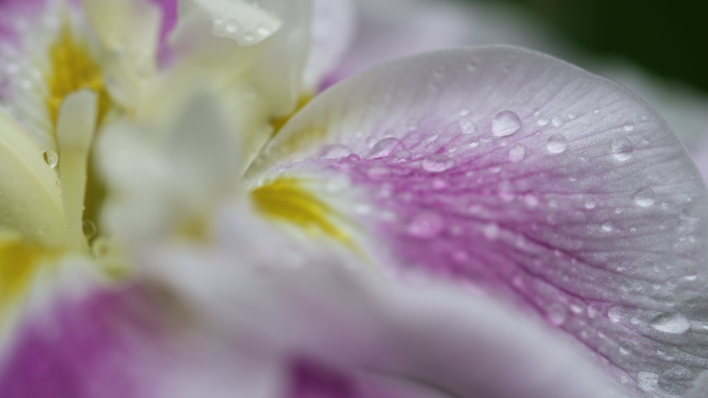 慈雨　壱