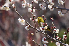 ウメジロさん