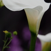 花輪君