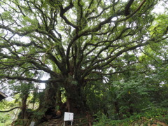 生樹の御門