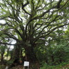 生樹の御門