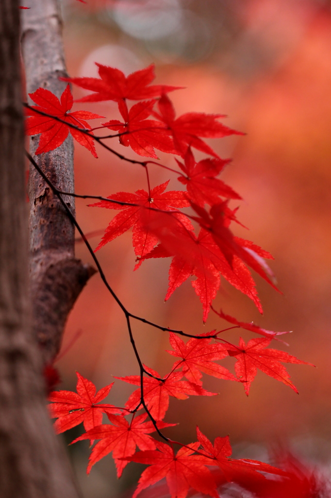 椛　～ｆｉｎａｌ　ｒｅｄ