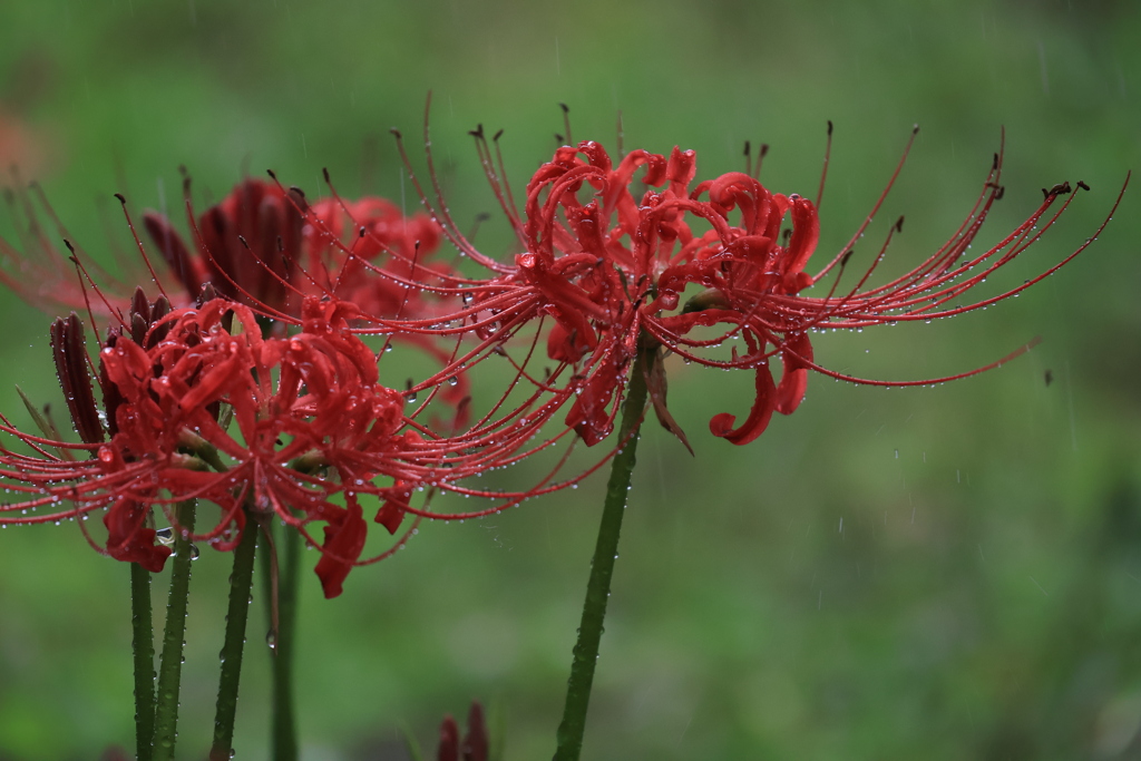 雨中の曼殊沙華