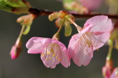 さくらPinku色