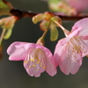 さくらPinku色