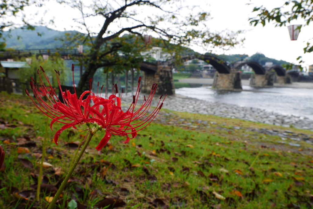 彼岸花と五連橋