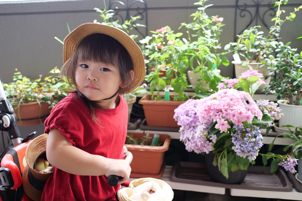 海瑚と紫陽花