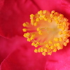 山茶花　～試し撮り～