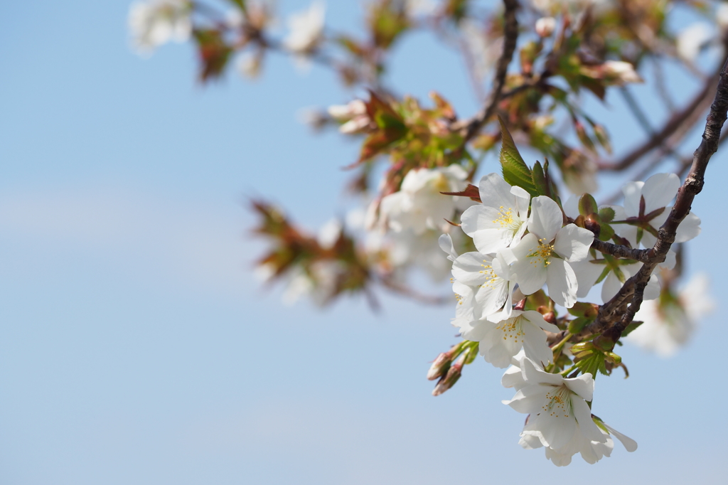 桜日和