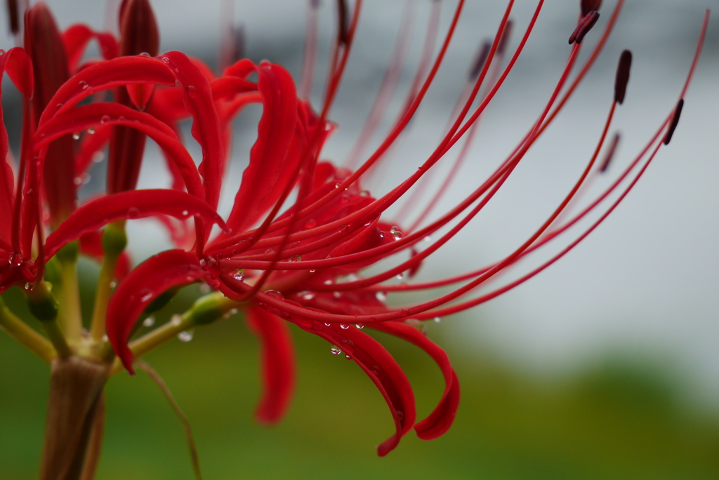 曼殊沙華の季節