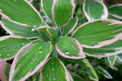 雨粒ころころ