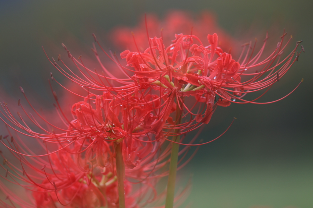 眞紅