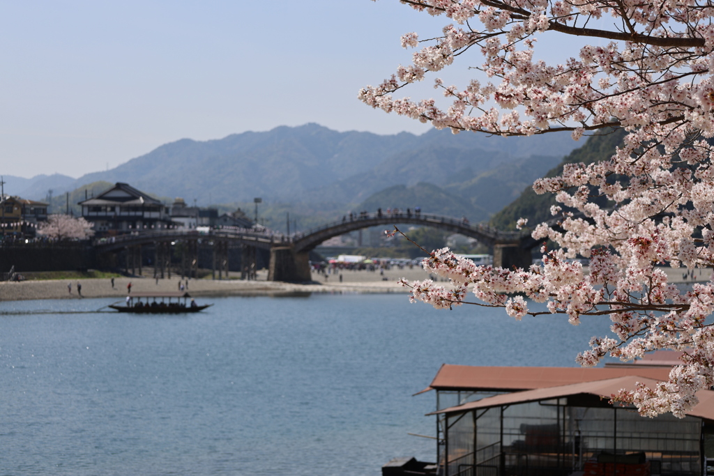 五連橋の桜