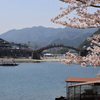 五連橋の桜