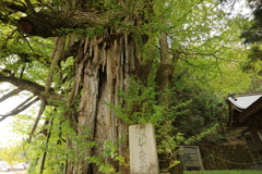 上高野山の乳下り大銀杏