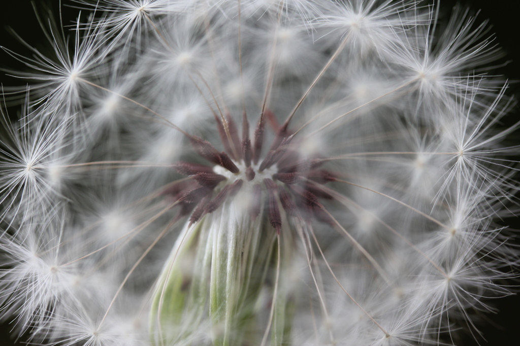 綿毛の旅立ち間近