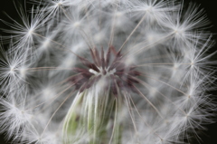 綿毛の旅立ち間近