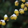 雪中蝋梅
