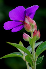 庭のお花　紫紺野牡丹