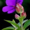 庭のお花　紫紺野牡丹