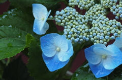 紫陽花　咲いた！