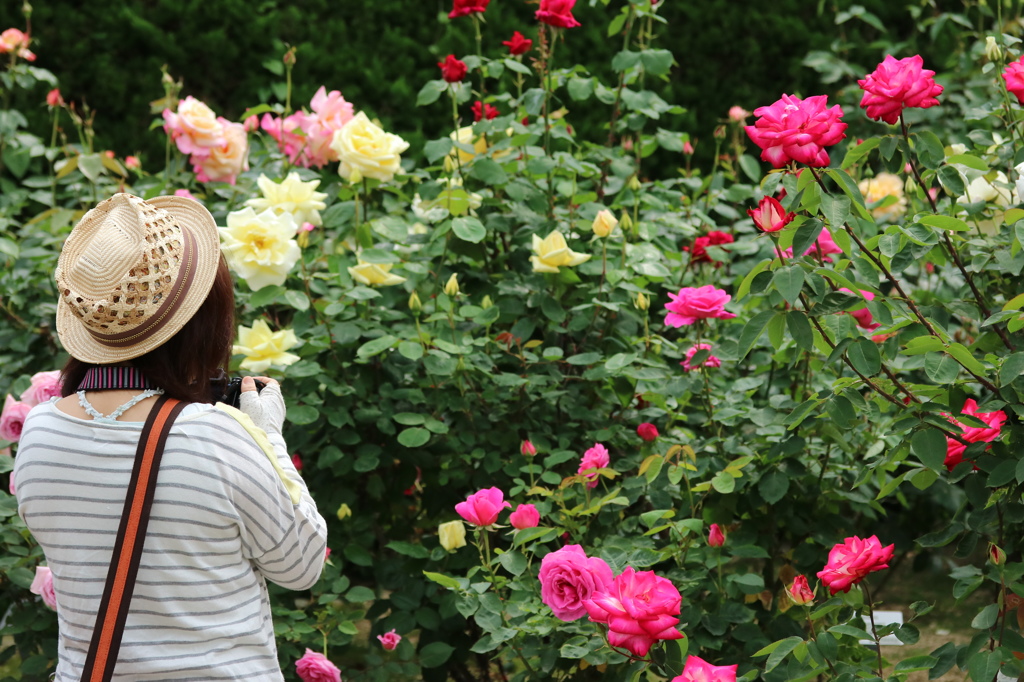 どのお花を撮ろうかな～！