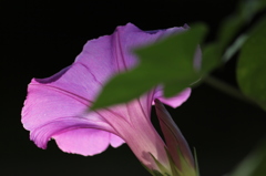 淡紫花