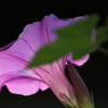 淡紫花