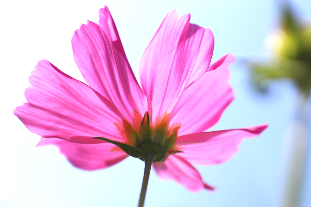 夏桜