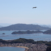 鳥になって
