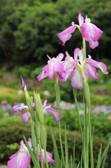 菖蒲