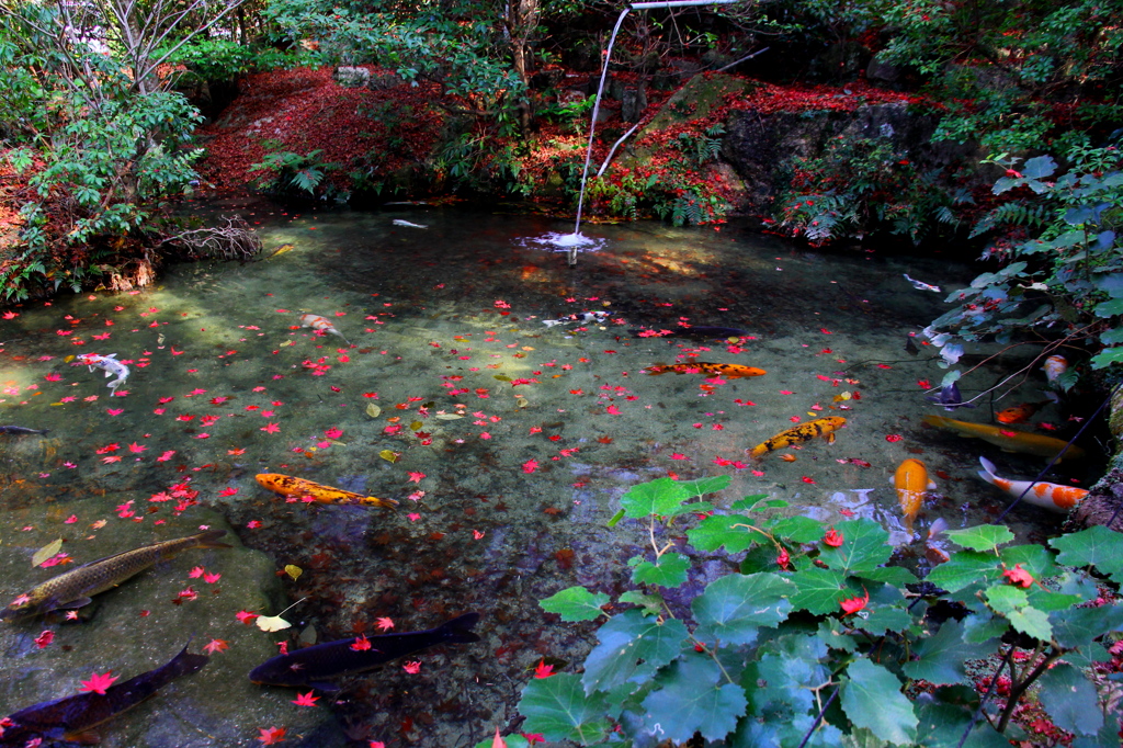 紅葉谷の鯉