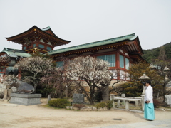 「今年も良い梅が咲きました」