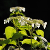 水無月のお花　紫陽花