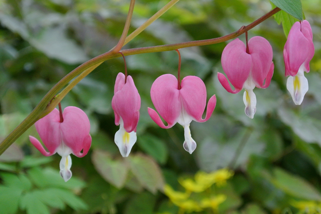 桃色妖精のハミング