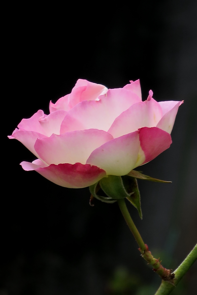 薔薇　一輪