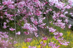 雨の枝垂れ桜