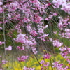 雨の枝垂れ桜