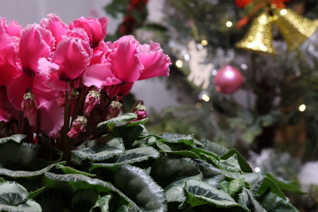 ちょっと早いけど、メリークリスマス！
