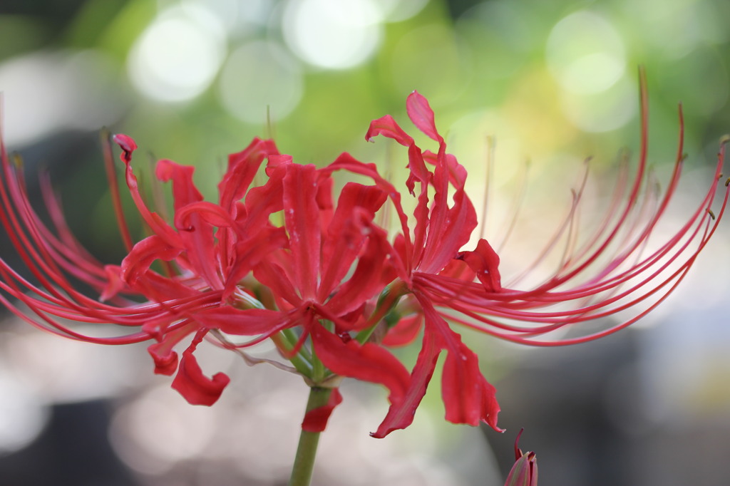 彼岸花　紅