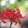 彼岸花　紅