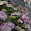 紫陽花